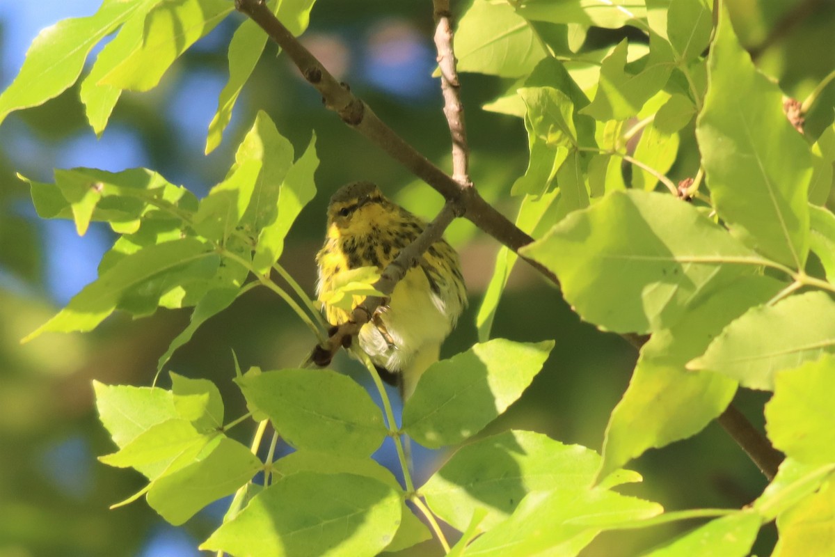 Cape May Warbler - ML490028571
