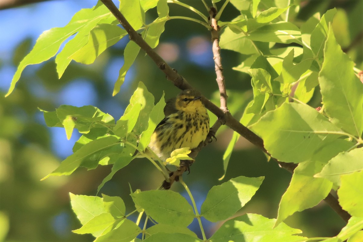 Cape May Warbler - ML490028581