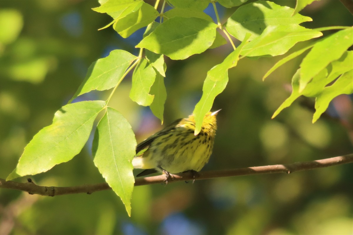 Cape May Warbler - ML490028601
