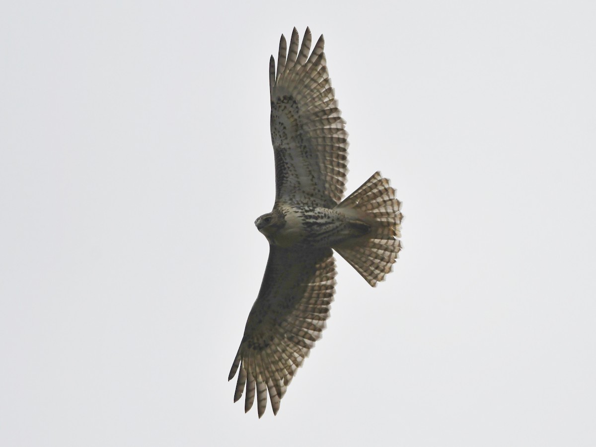 Red-tailed Hawk (borealis) - ML490031781