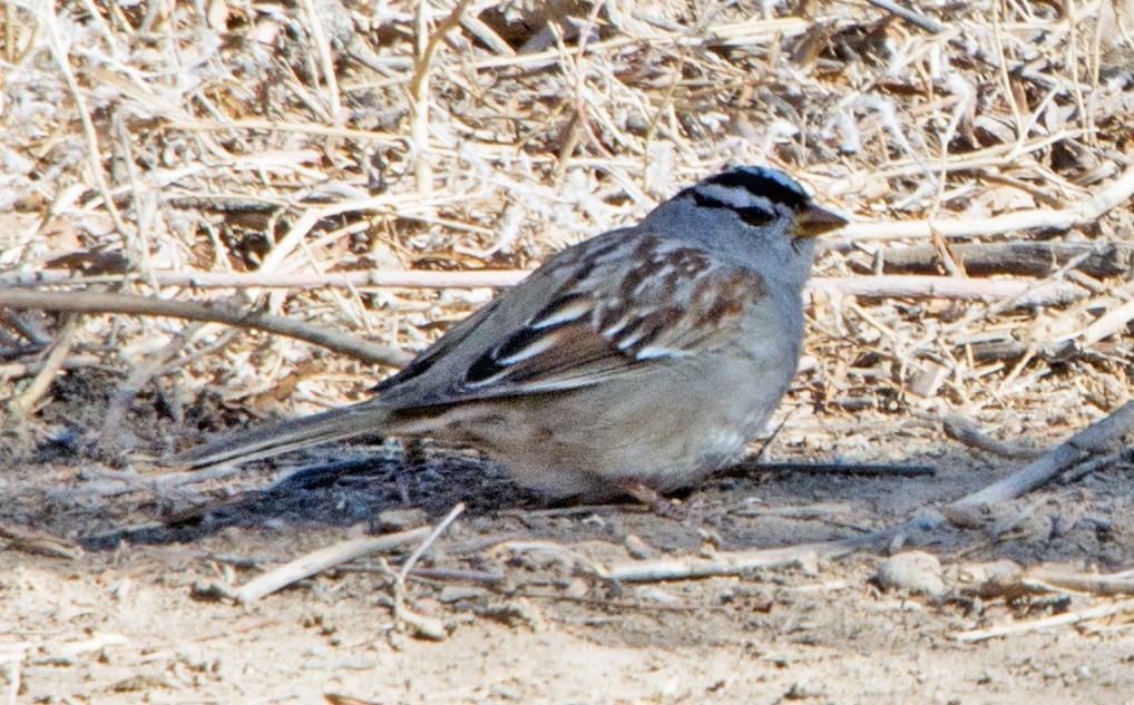 White-crowned Sparrow - Dale Pate