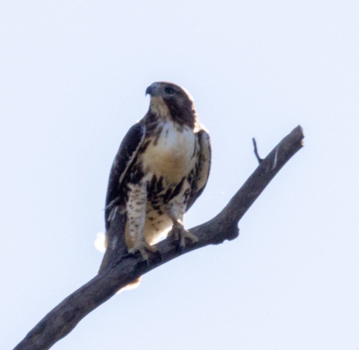 Red-tailed Hawk (borealis) - ML490032911