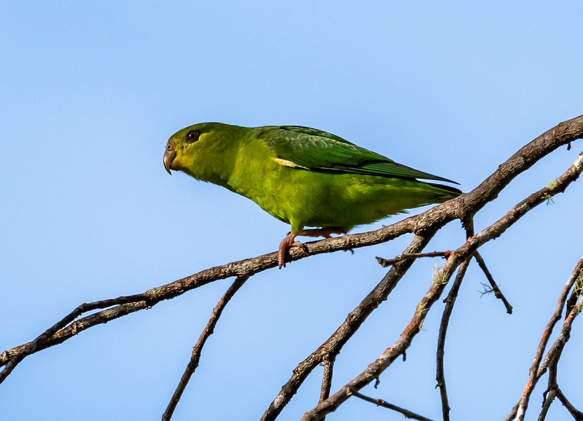 Венесуэльский попугай-крошка - ML490033541