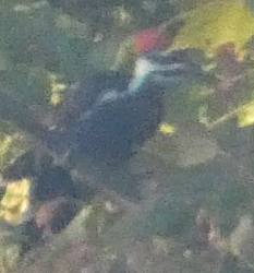 Pileated Woodpecker - ML490033641