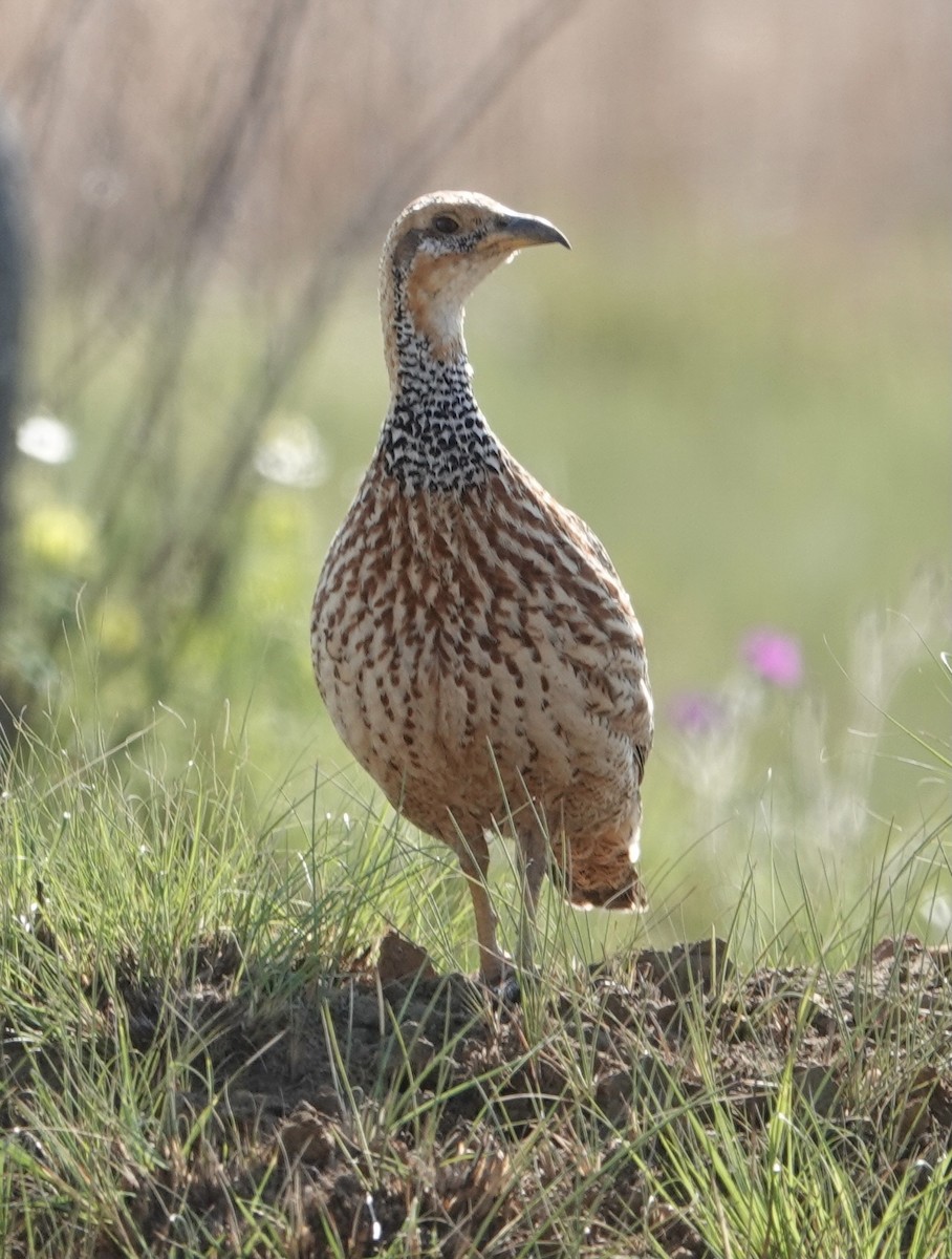 Red-winged Francolin - ML490035241
