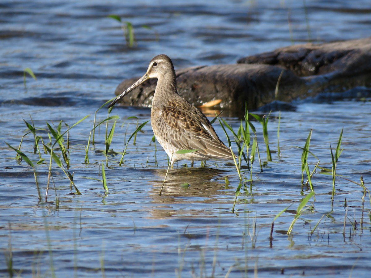 Long-billed Dowitcher - ML490036851