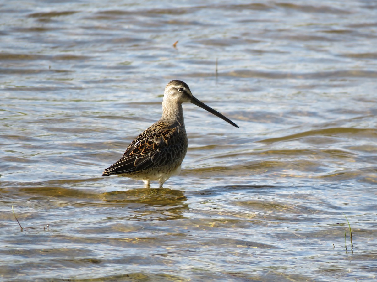 Long-billed Dowitcher - ML490037011
