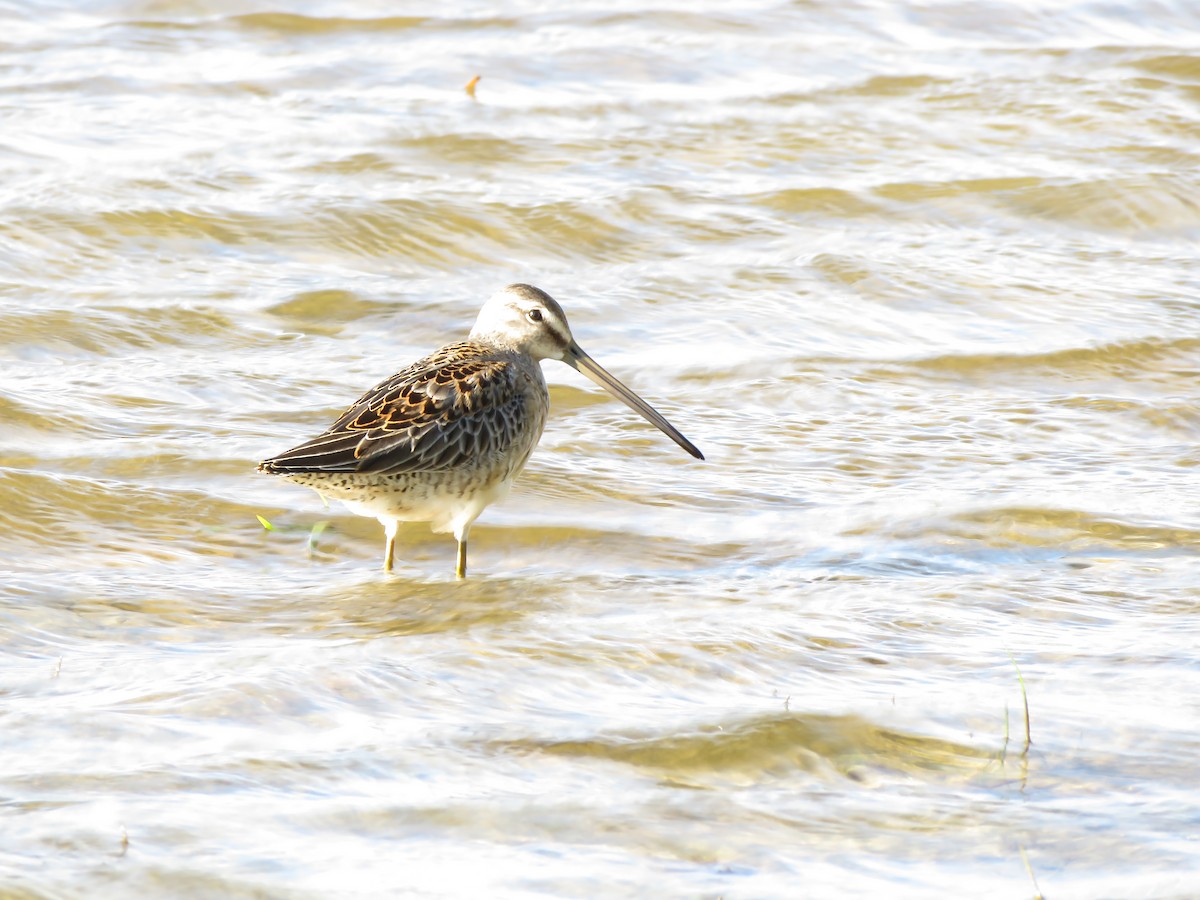 Long-billed Dowitcher - ML490037141
