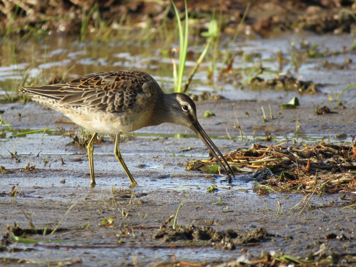 Long-billed Dowitcher - ML490037251