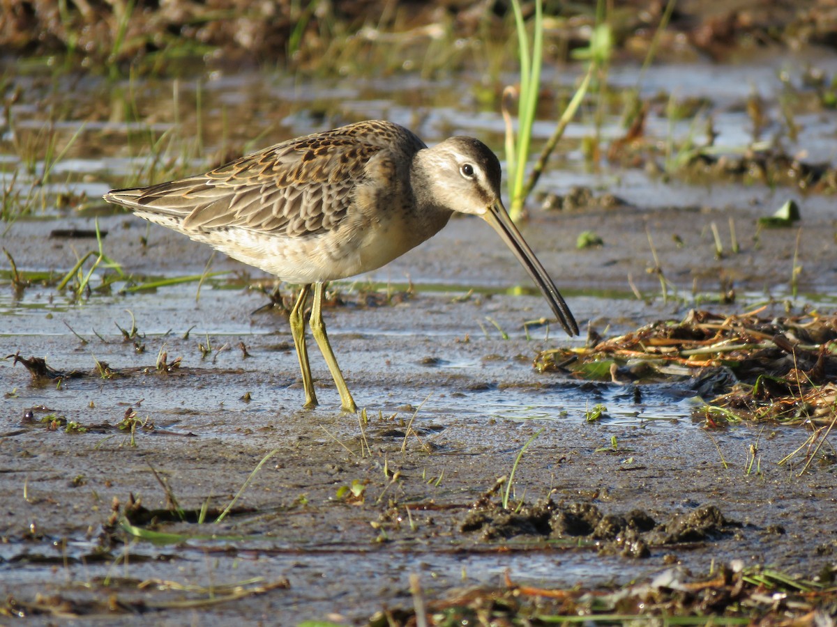 Long-billed Dowitcher - ML490037321