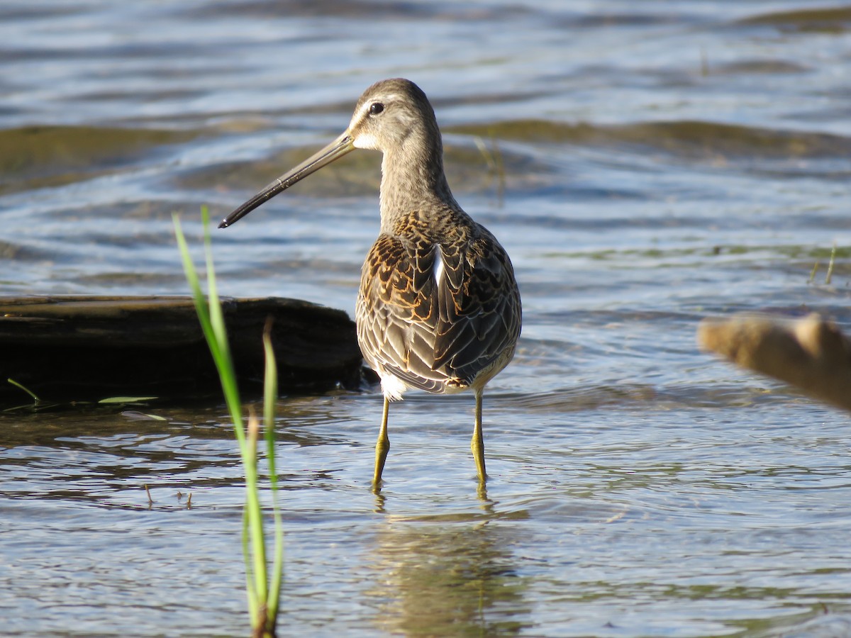 Long-billed Dowitcher - ML490037421
