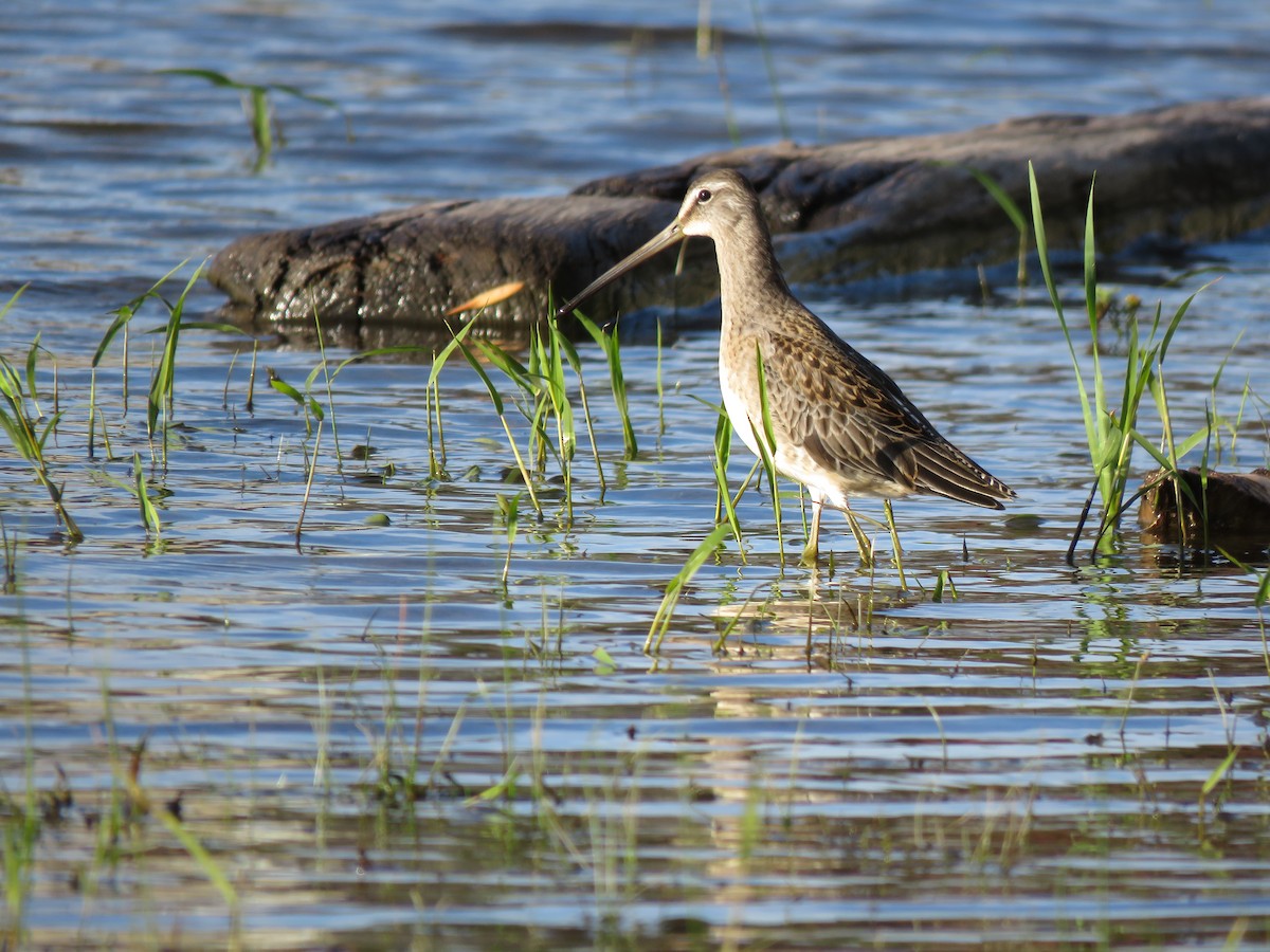Long-billed Dowitcher - ML490037671