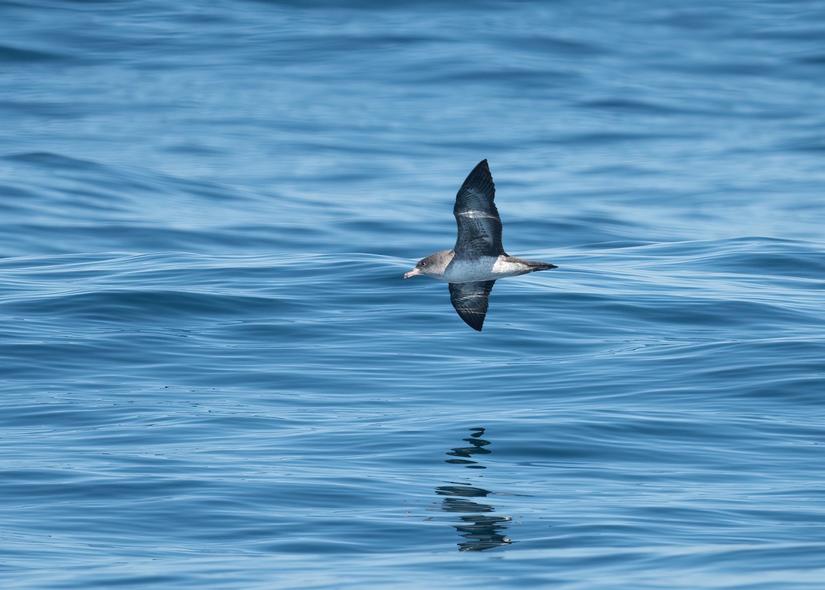 Pink-footed Shearwater - ML490049481