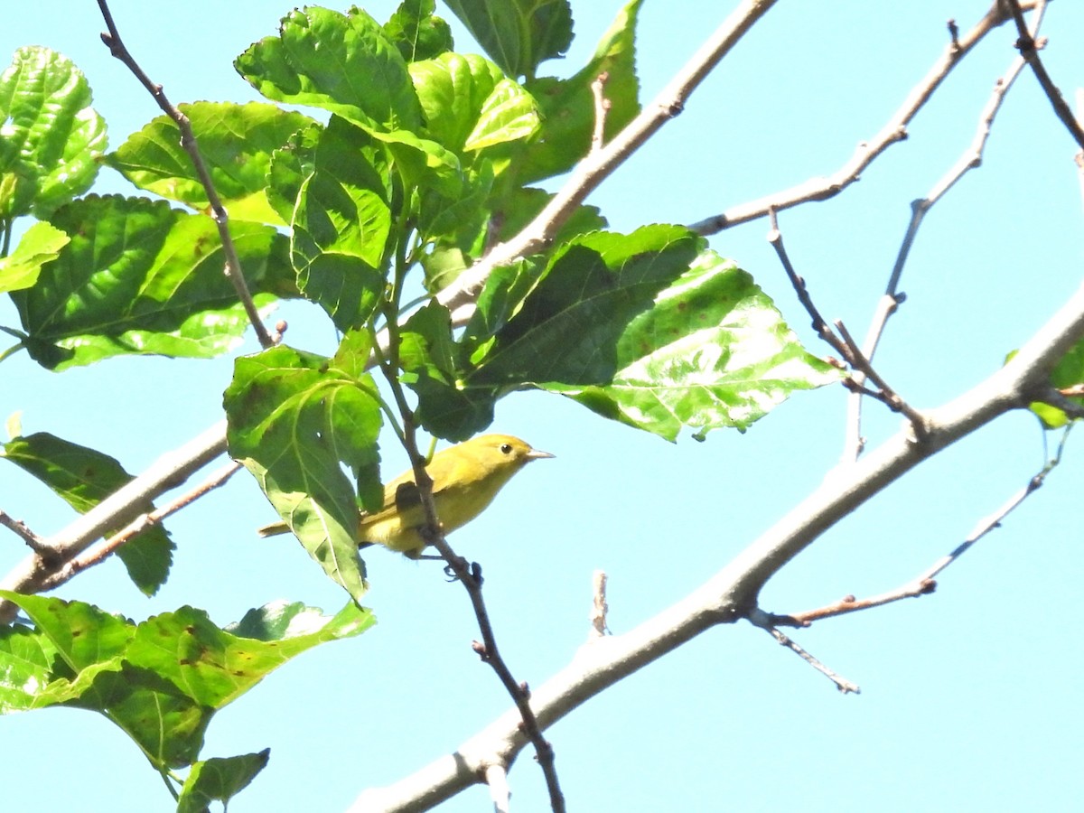 Yellow Warbler - ML490055171