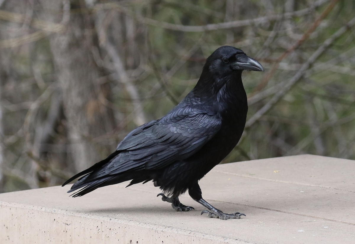 Common Raven - ML49005561