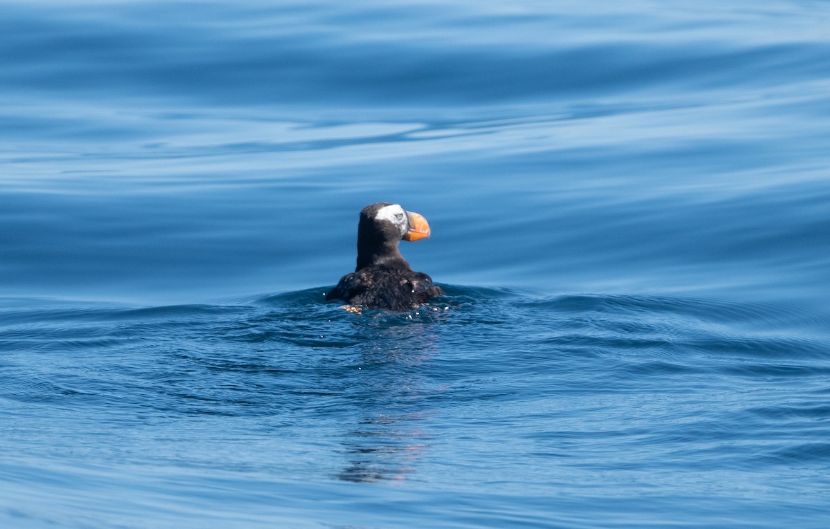 Tufted Puffin - ML490055951