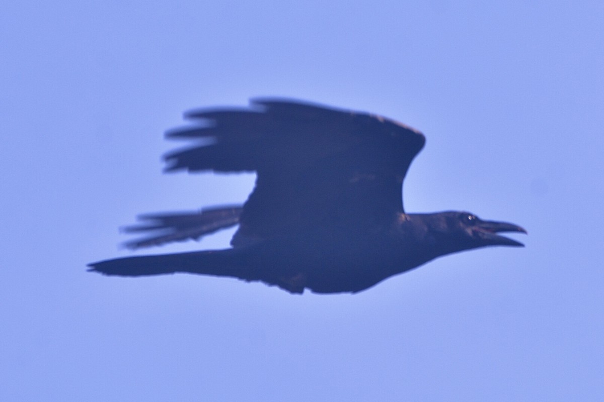 Common Raven - L.Vidal Prado Paniagua
