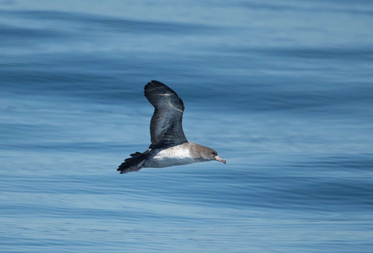Pink-footed Shearwater - ML490057321