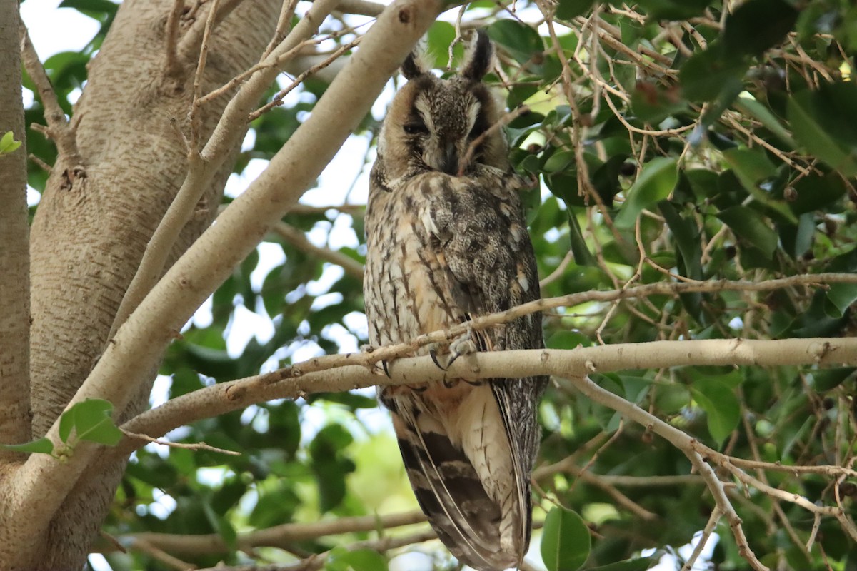 Long-eared Owl - Ayoze Rodríguez Rodríguez