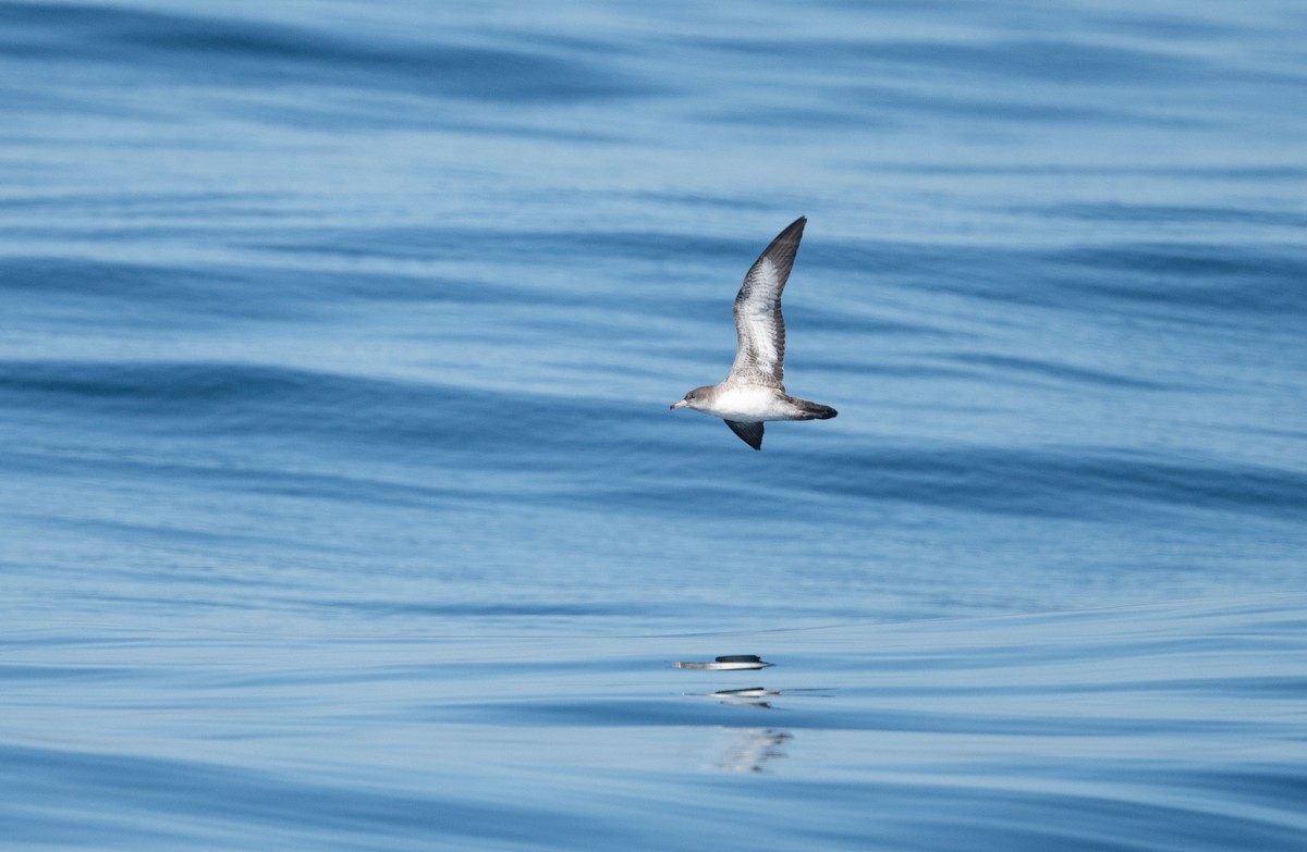 Pink-footed Shearwater - ML490058601