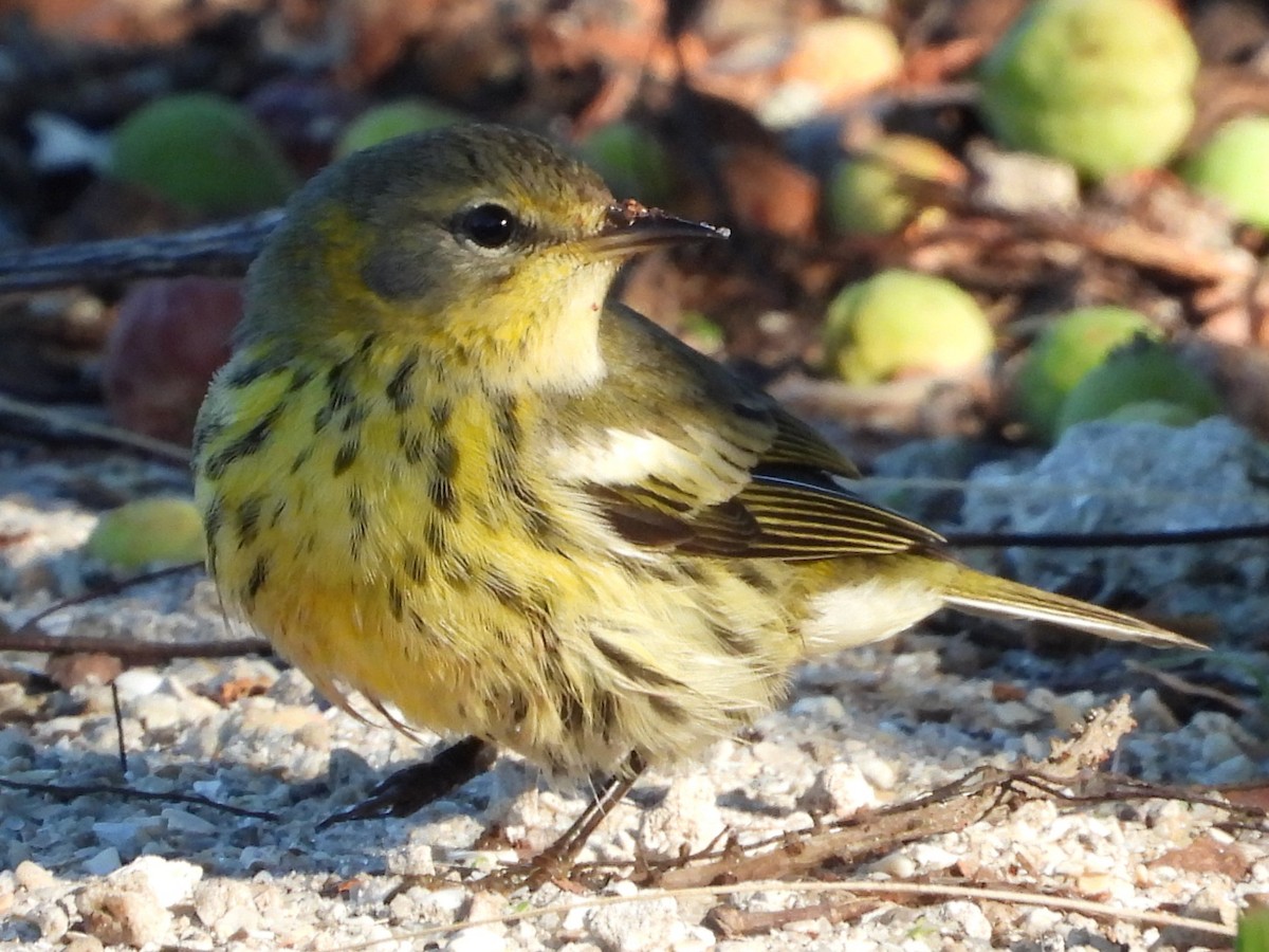 Cape May Warbler - ML490061271