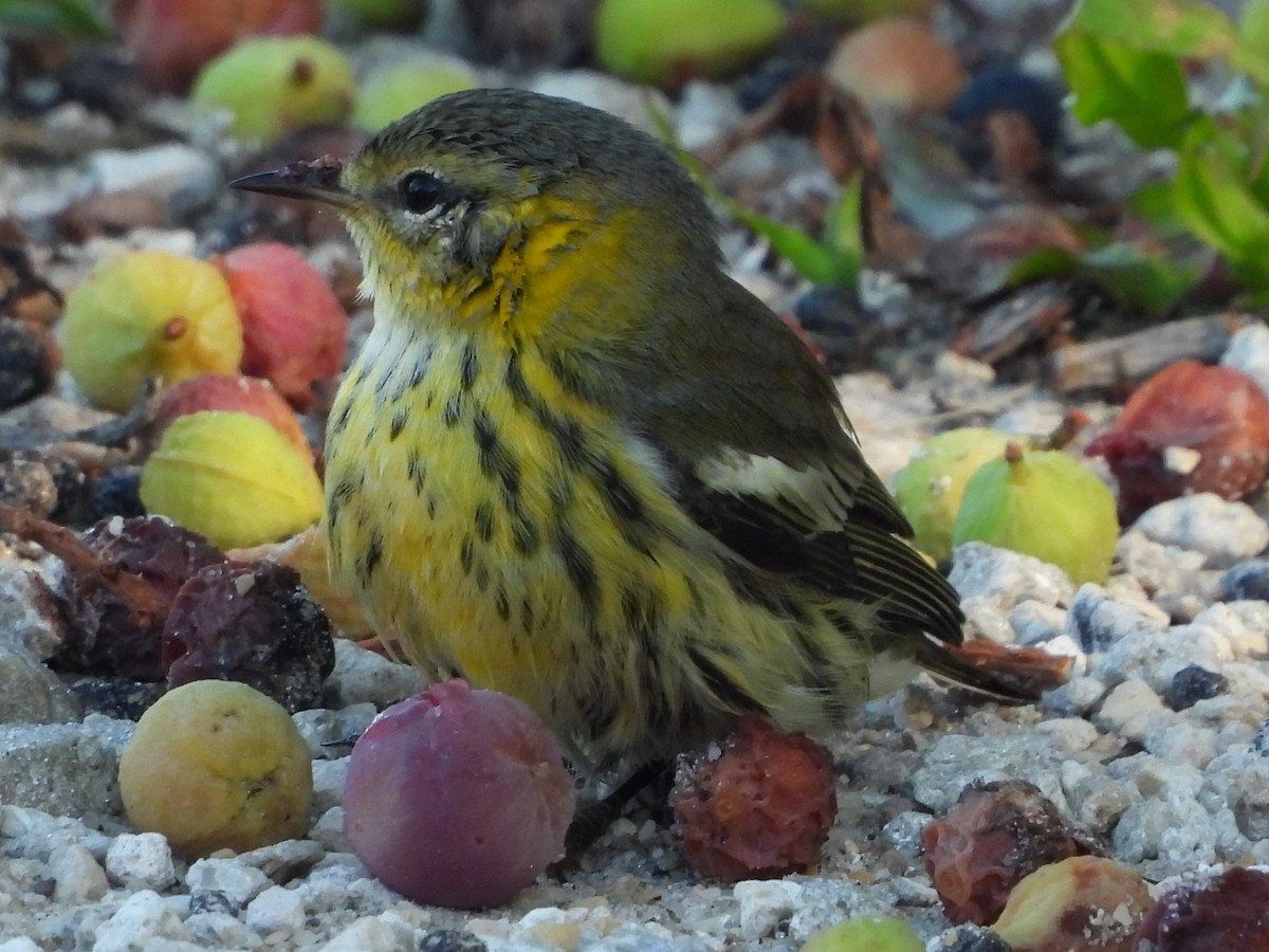 Cape May Warbler - ML490061281