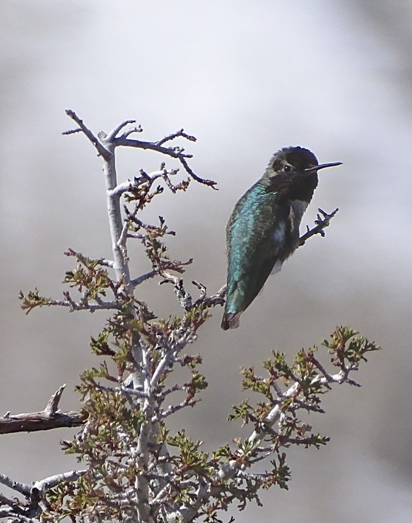 Anna's Hummingbird - ML49006331