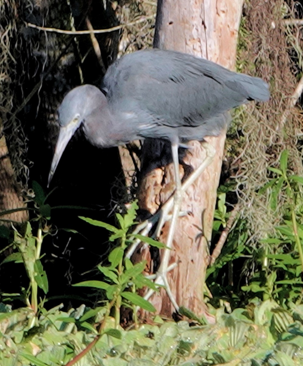 eBird Checklist 3 Oct 2022 Lettuce Lake County Park 38 species