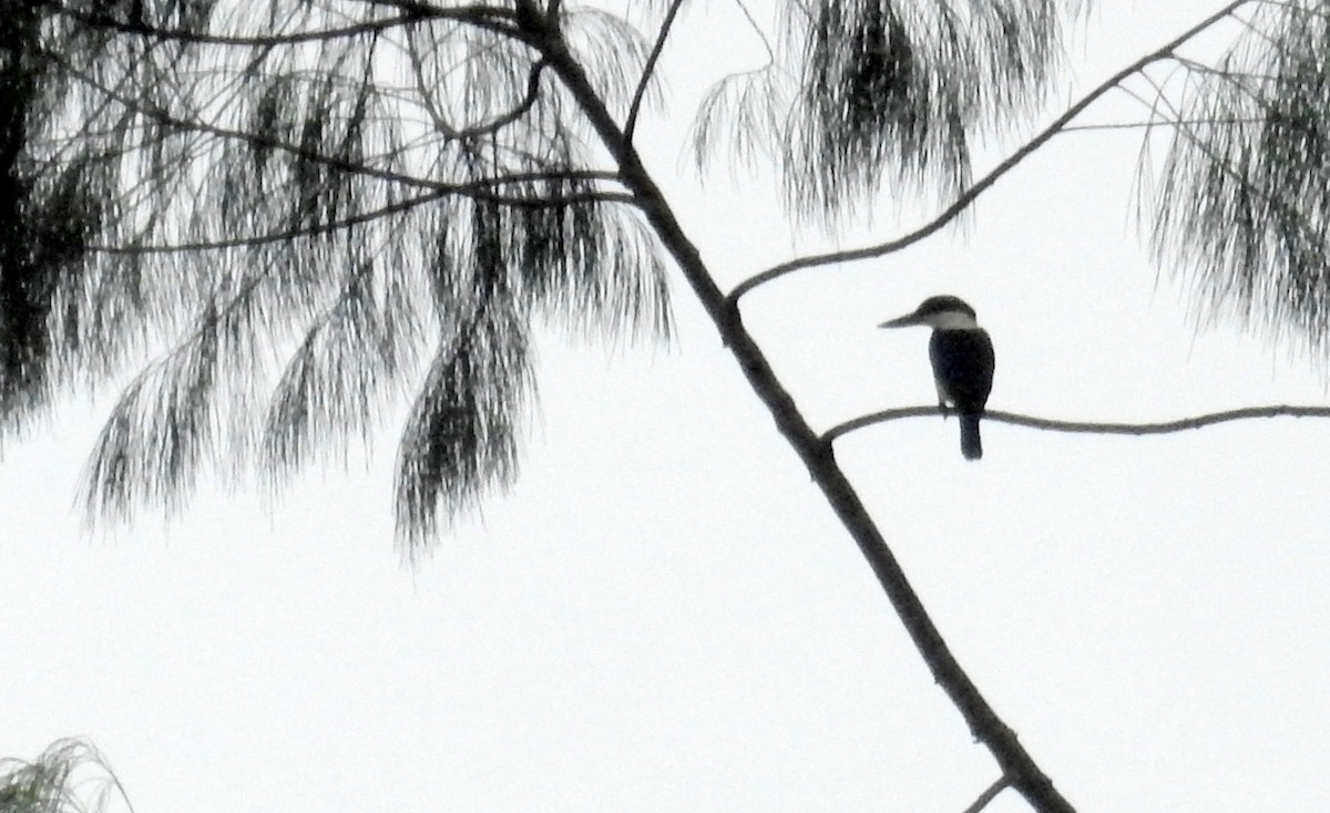 Melanesian Kingfisher - David Bree