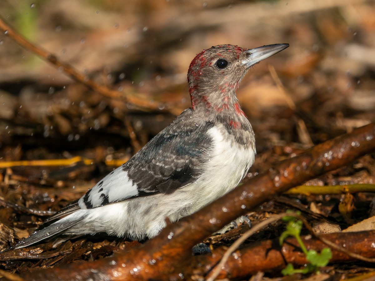 Red-headed Woodpecker - Mark Haindfield