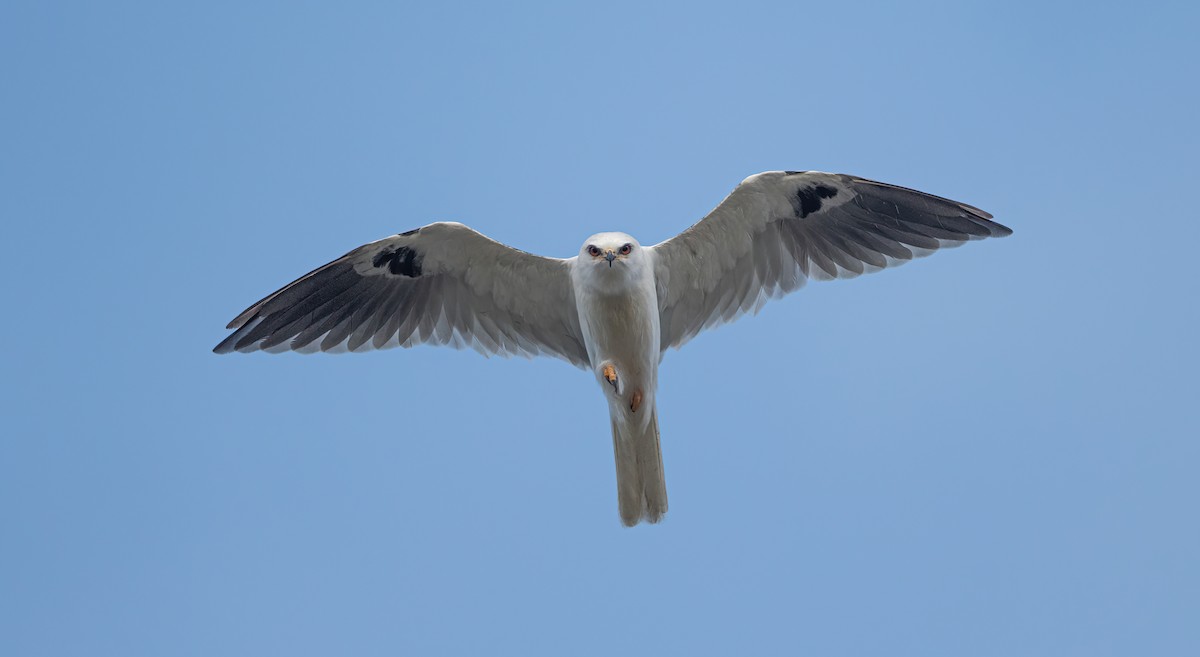 White-tailed Kite - ML490073891
