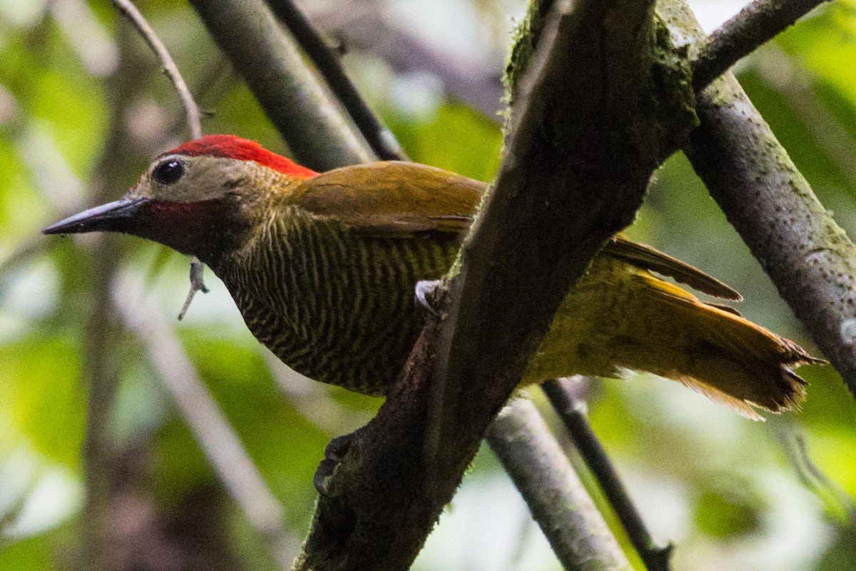 Golden-olive Woodpecker - ML490075991