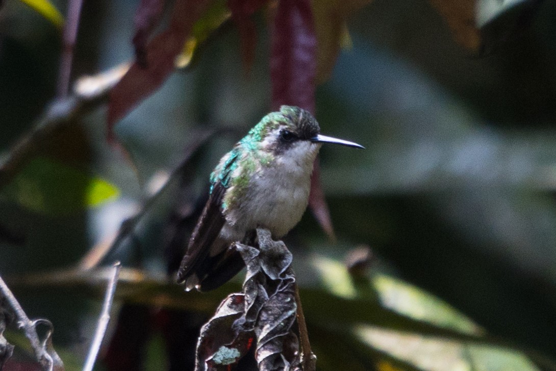 Speckled Hummingbird - ML490076201