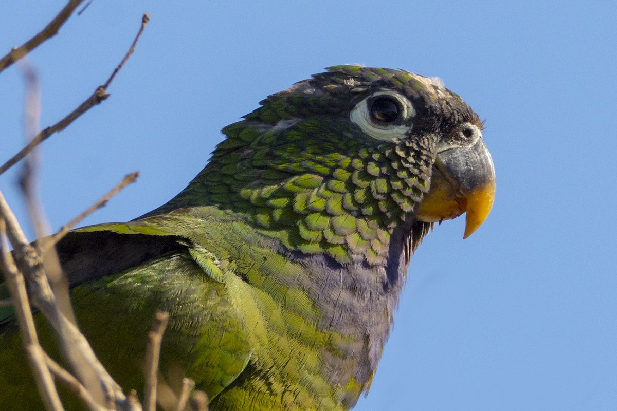 Scaly-headed Parrot - ML490078071