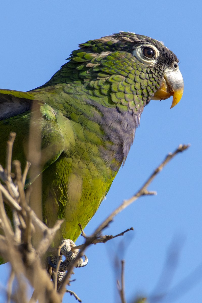 Папуга-червоногуз зеленощокий - ML490078081