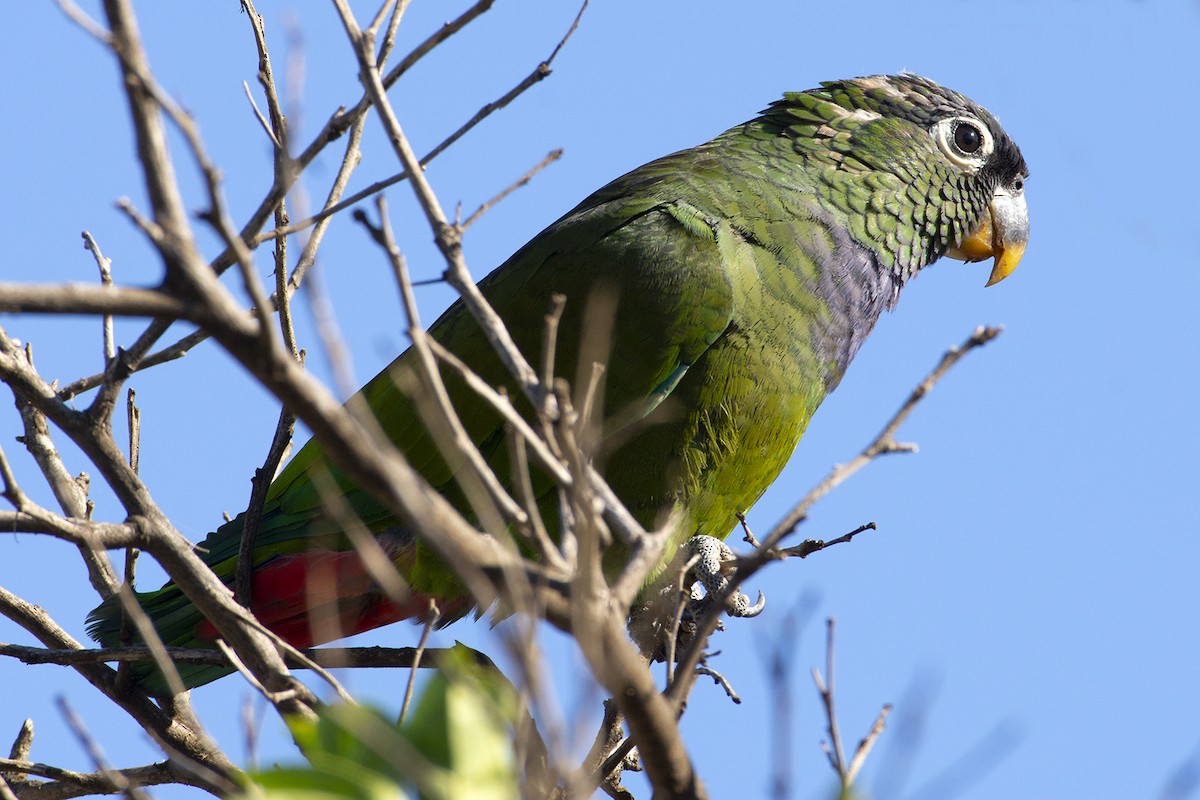 Scaly-headed Parrot - ML490078091