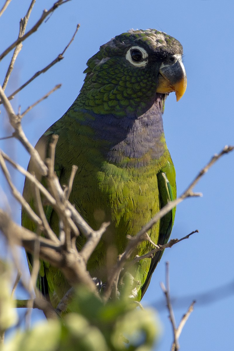 Папуга-червоногуз зеленощокий - ML490078101