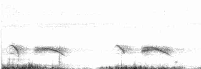 Оругеро смугасточеревий - ML490078291