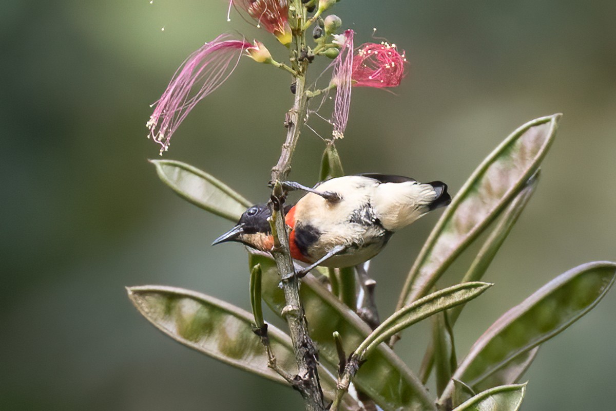 Blood-breasted Flowerpecker - ML490079621