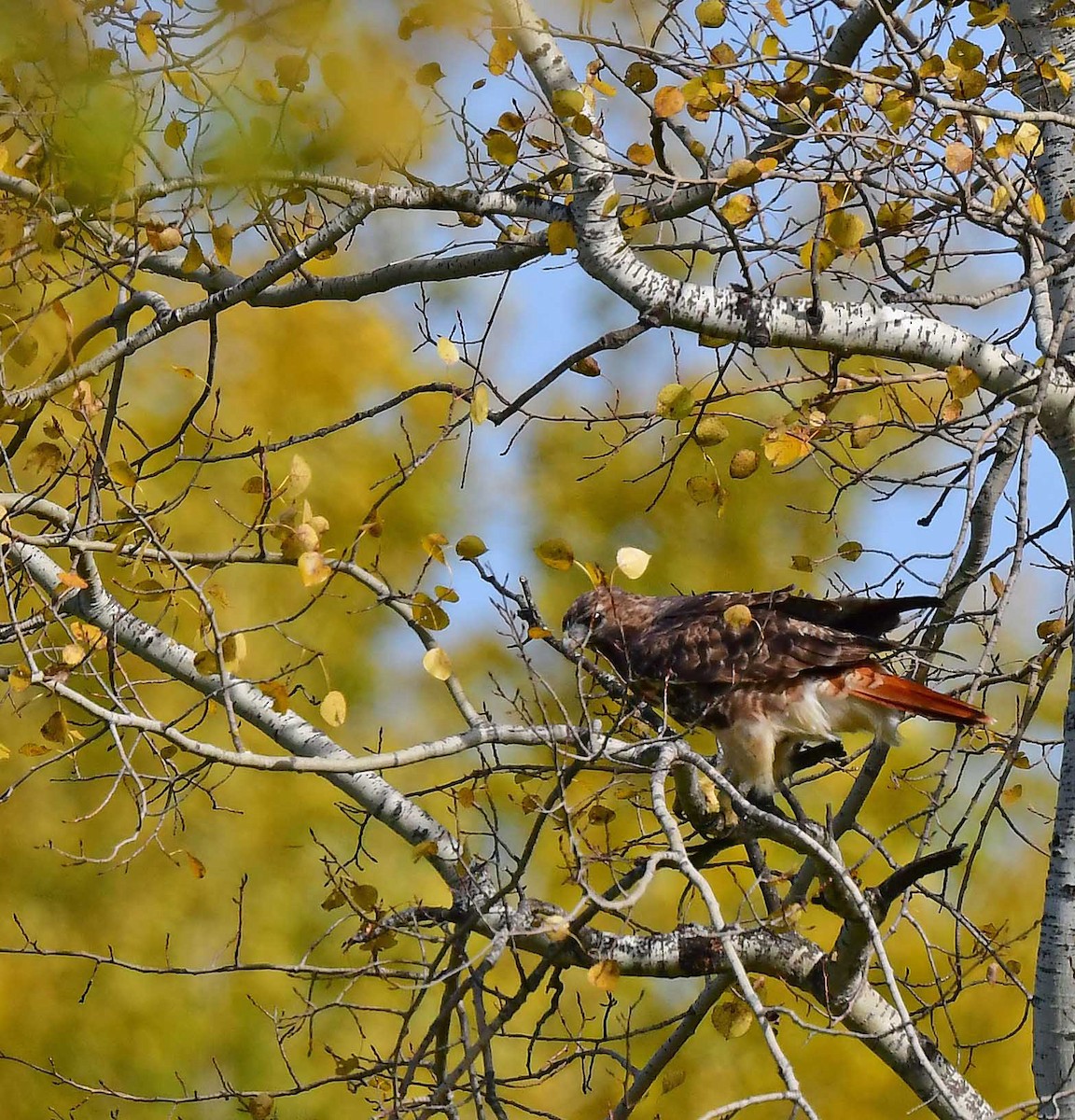 Red-tailed Hawk - ML490080761