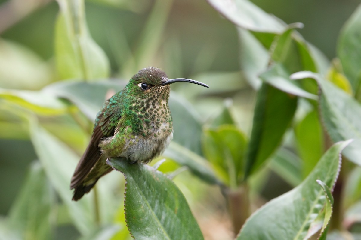 kolibřík aksamitový - ML490081781