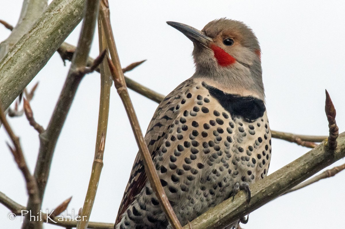 Northern Flicker (Red-shafted) - ML49008611