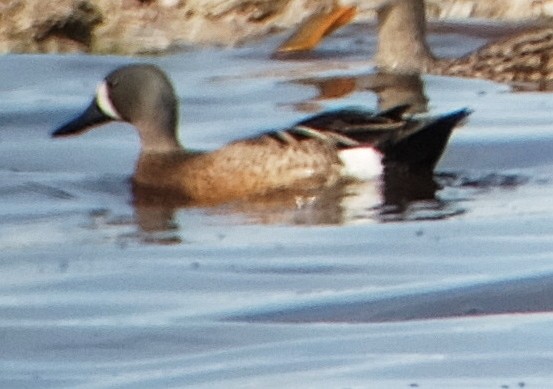 Blue-winged Teal - ML49008911