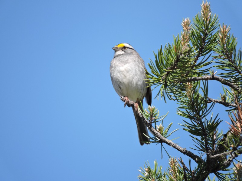 White-throated Sparrow - ML49009311