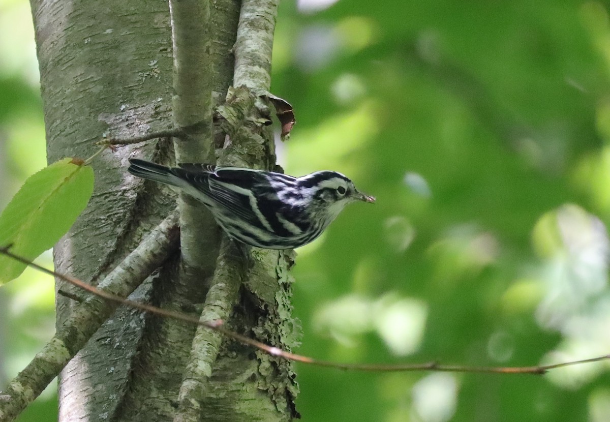 Black-and-white Warbler - ML490095981