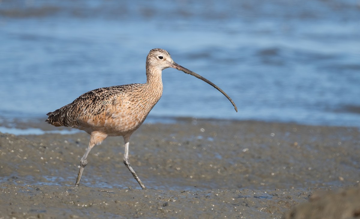 Long-billed Curlew - ML490105611
