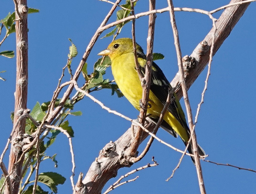 Western Tanager - ML490110781