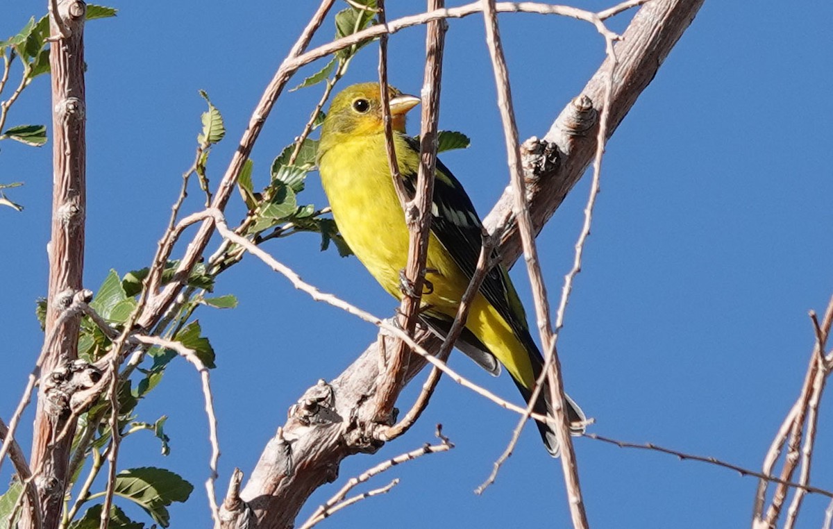 Western Tanager - ML490110791
