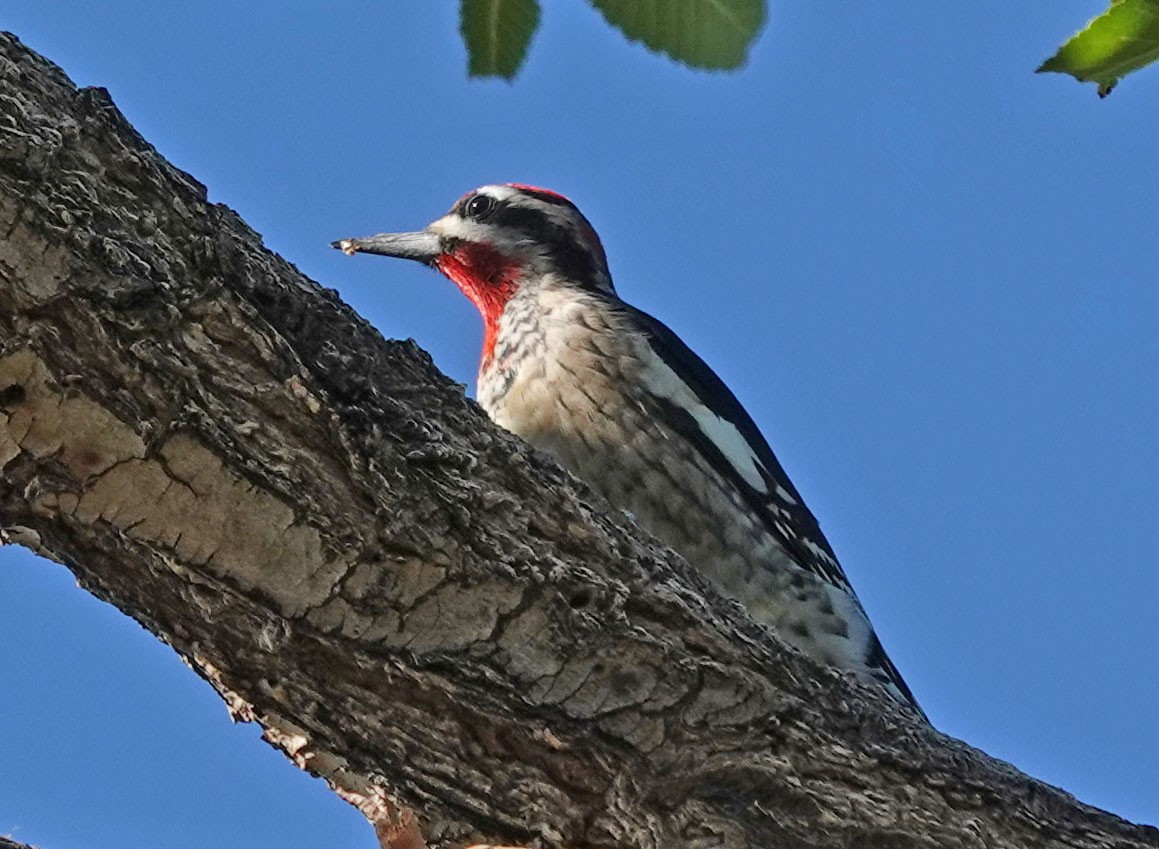 Red-naped Sapsucker - Cathy Beck