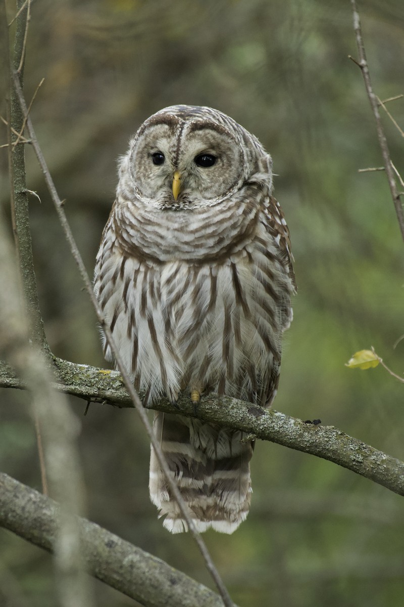 Barred Owl - ML490114751